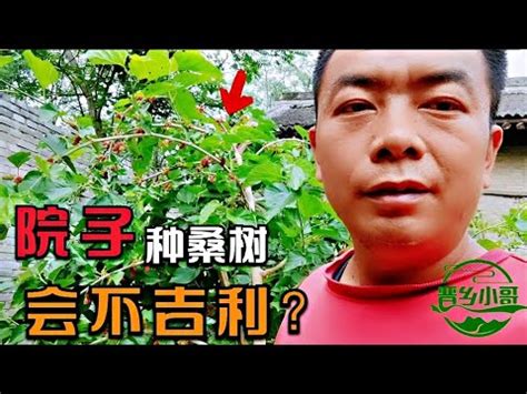 人妻 桑樹 風水